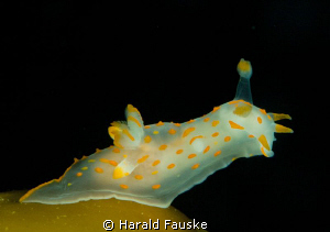 Polycera quadrilineata on a kelp.
tamron 90mm, inon z 240 by Harald Fauske 